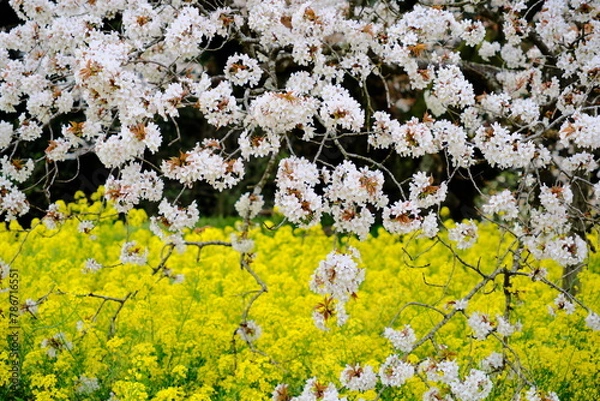 Fototapeta 山桜と菜の花のアップ