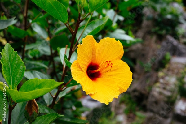 Obraz 黄色いハイビスカス