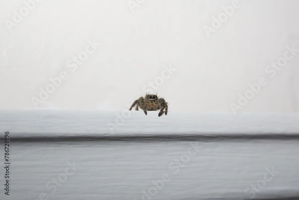 Obraz Jumping Spider
