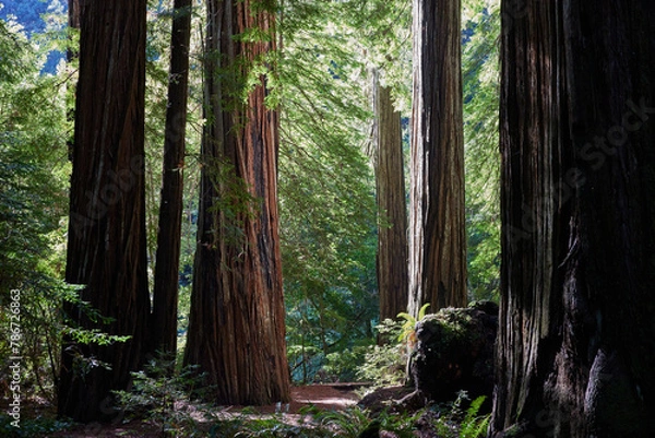 Obraz redwood forest