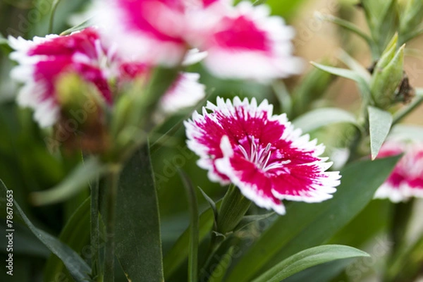 Fototapeta Carnation flowers