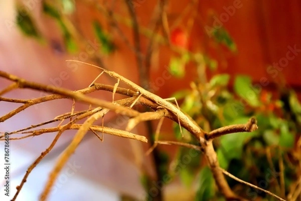 Obraz Two stick insects resting on a branch from Palawan, Philippines. 
Scientific name: Phasmatodea
Class: Insecta
Domain: Eukaryota
Infraclass: Neoptera
Kingdom: Animalia