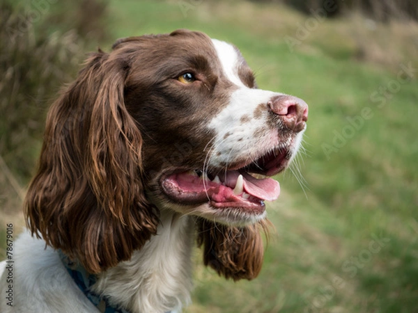 Obraz Cocker Spaniel