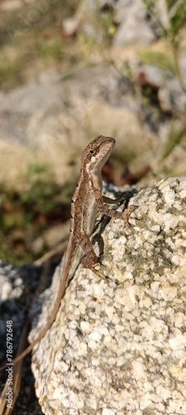 Obraz lizard on a stone