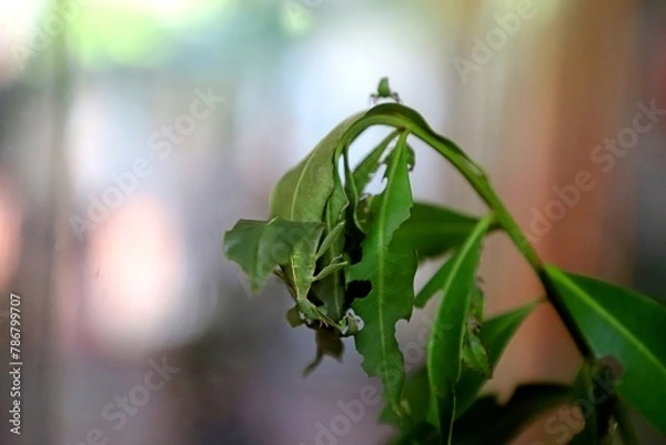 Obraz Leaf insect hanging on the edge of plant's leaf. It is like a leaf itself. Small leaf insect is walking on top of the plant. 