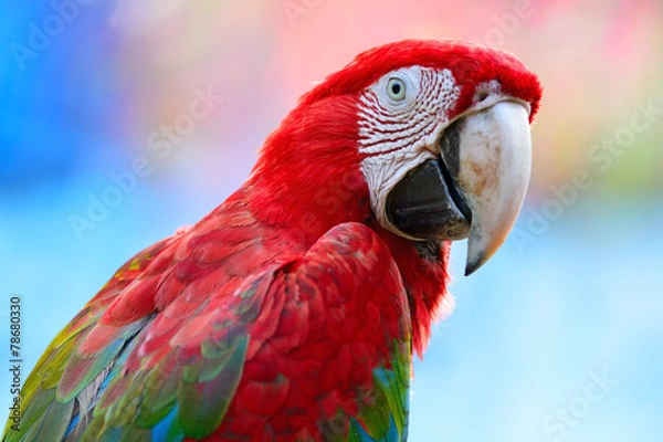 Obraz Greenwinged Macaw
