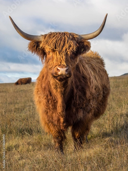 Obraz Highland Cow