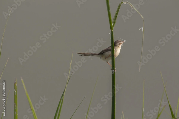 Fototapeta Plain Prinia