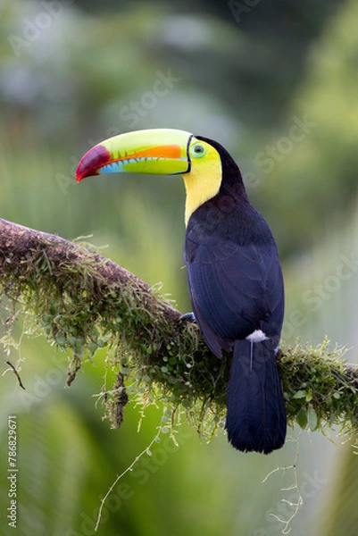 Fototapeta KEEL-BILLED TOUCAN