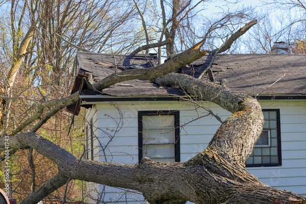 Fototapeta Tree trunk and branches crash through the roof of a house in the aftermath of a severe storm