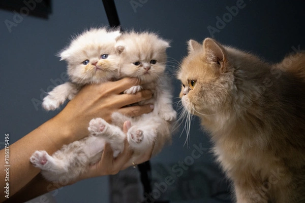 Fototapeta Persian cat attentively guards her litter, displaying maternal care and protective instincts.