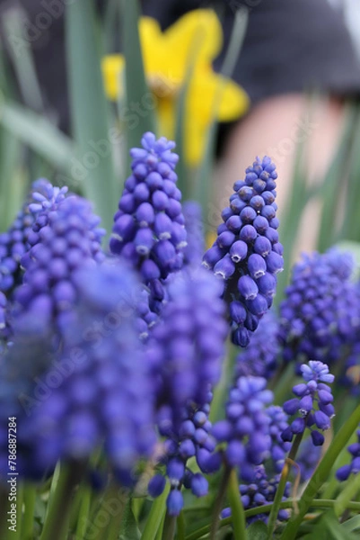 Fototapeta Vivid purple grape hyacinths with a soft-focus yellow backdrop