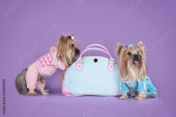 Obraz comfortable house for Yorkshire Terriers