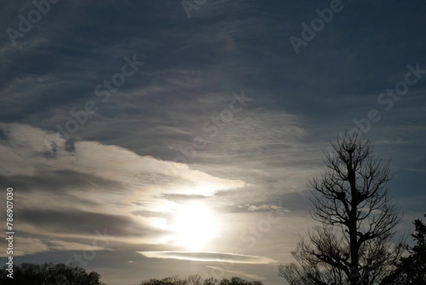 Obraz 夕焼けの空と木々のシルエット