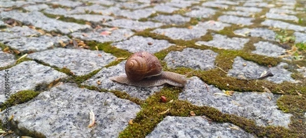Obraz snail on a leaf
Ślimak 