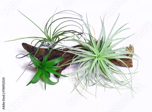 Obraz エアプランツと流木のインテリア、テーブルに置いたエアプランツ、エアープランツのインテリア、エアプランツの栽培
