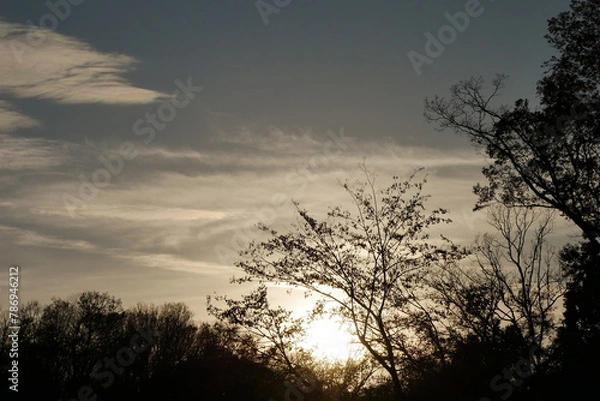 Obraz 夕焼けの空と木々のシルエット