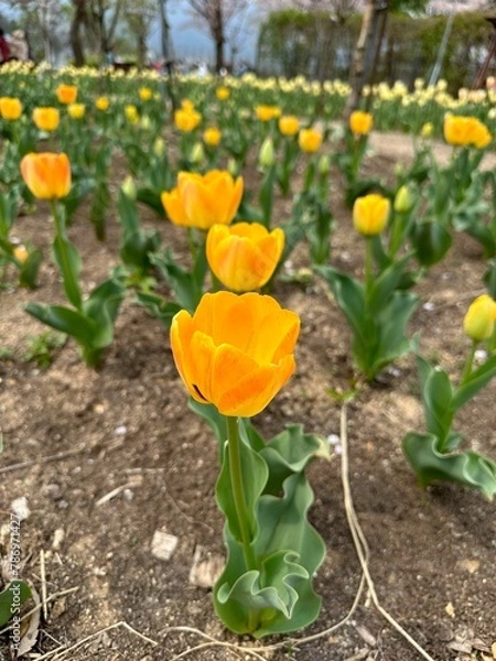 Obraz 아름다운 봄의 꽃