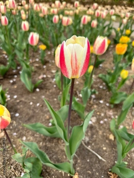 Obraz 아름다운 봄의 꽃