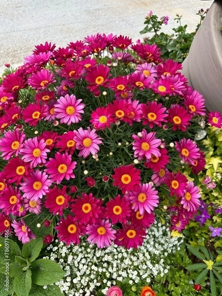 Obraz 아름다운 봄의 꽃