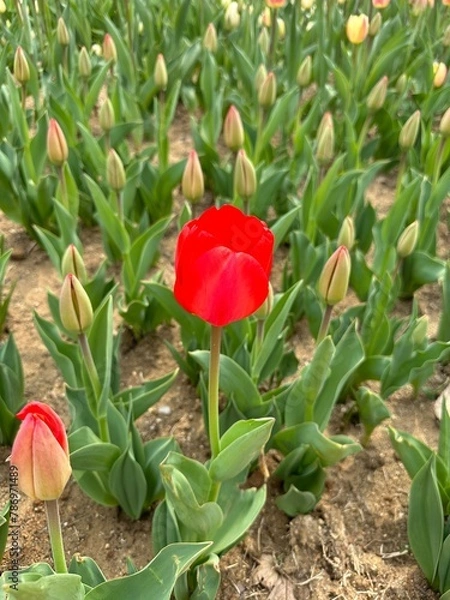 Obraz 아름다운 봄의 꽃