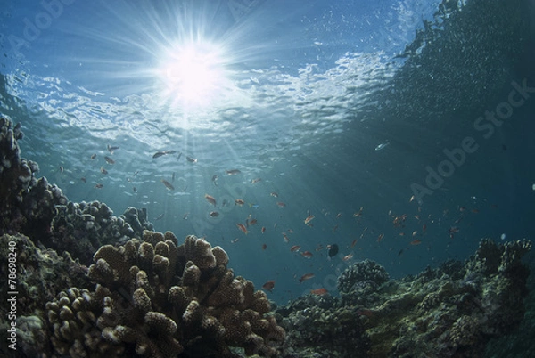 Fototapeta 太陽と海底の風景