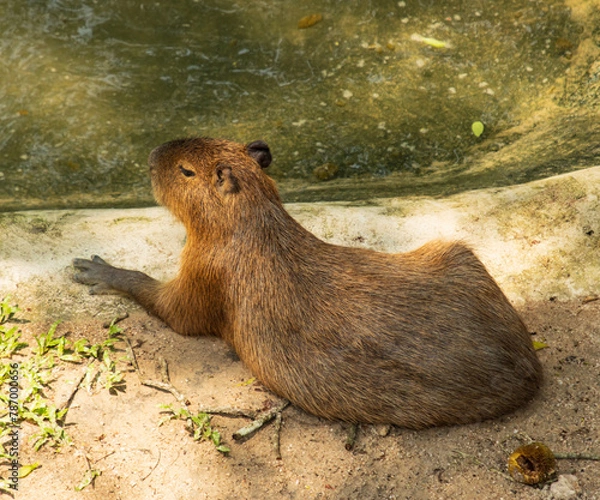 Obraz capybara animal on a walk.