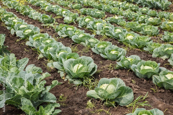 Obraz Cabbage field