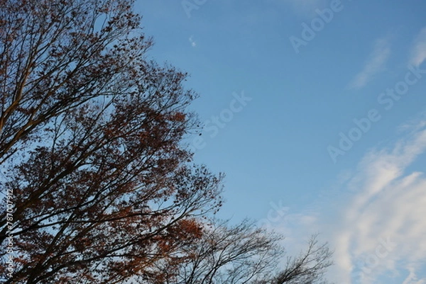 Obraz 冬の午後の空と木