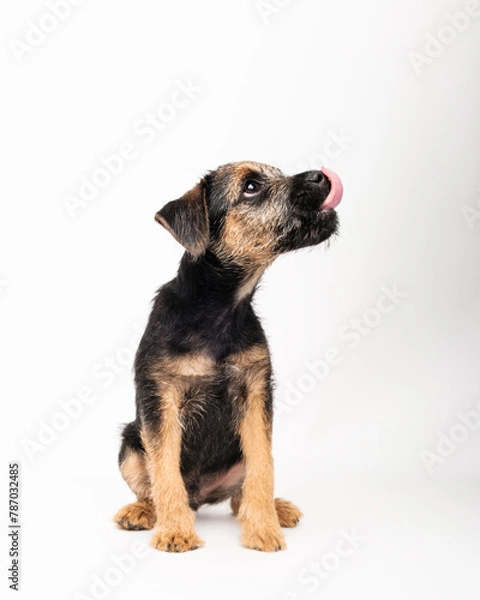 Obraz border terrier puppy