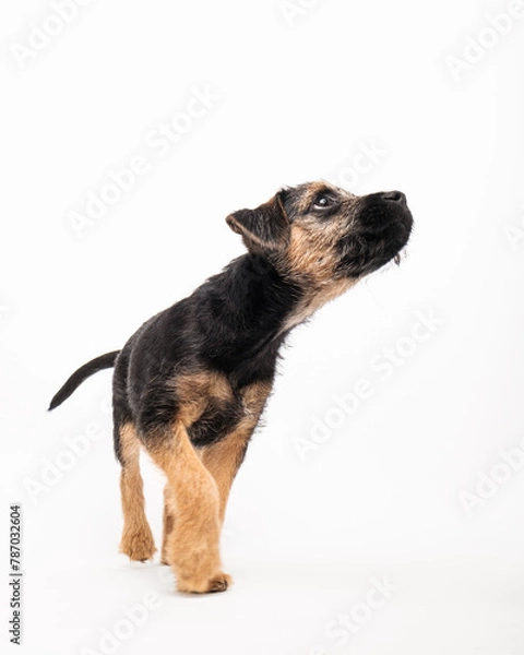 Obraz border terrier puppy