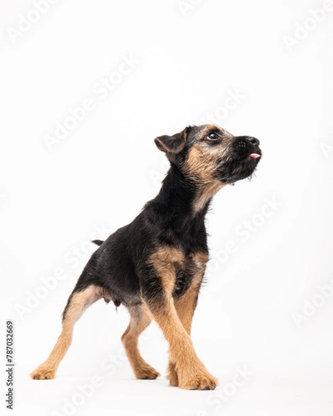 Obraz border terrier puppy