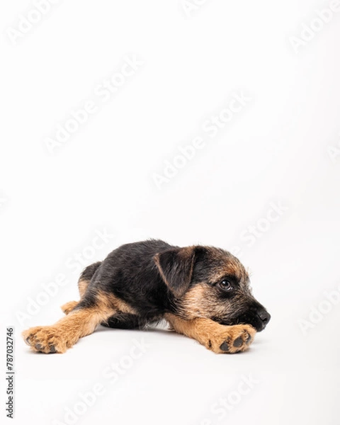 Obraz border terrier puppy