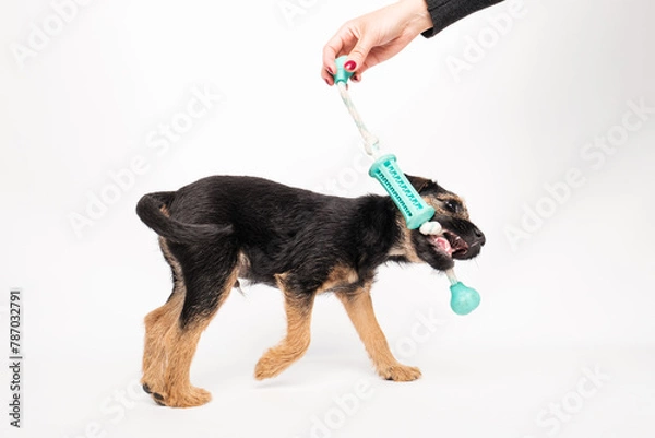 Obraz border terrier puppy