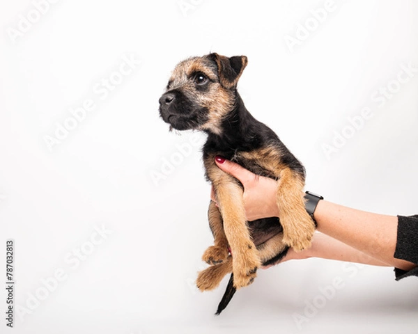 Obraz border terrier puppy