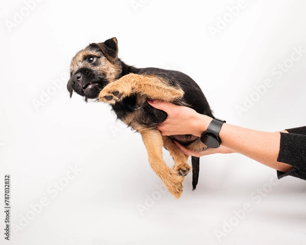 Obraz border terrier puppy