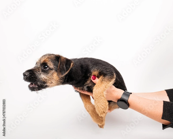 Obraz border terrier puppy