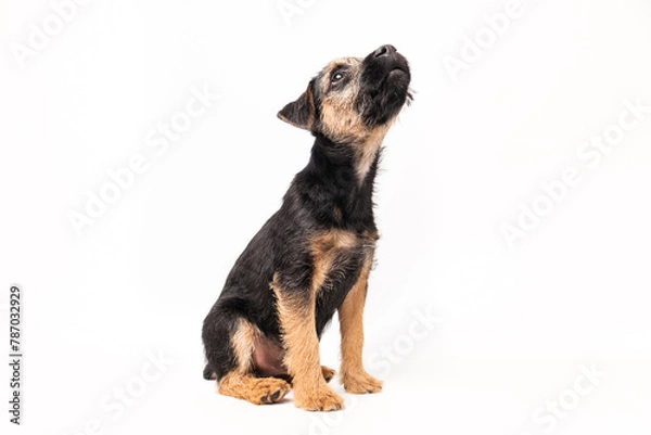 Obraz border terrier puppy