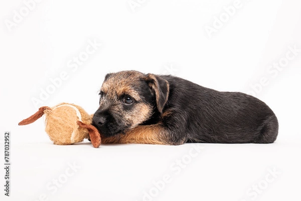 Obraz border terrier puppy