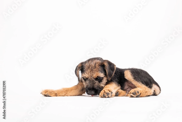 Obraz border terrier puppy