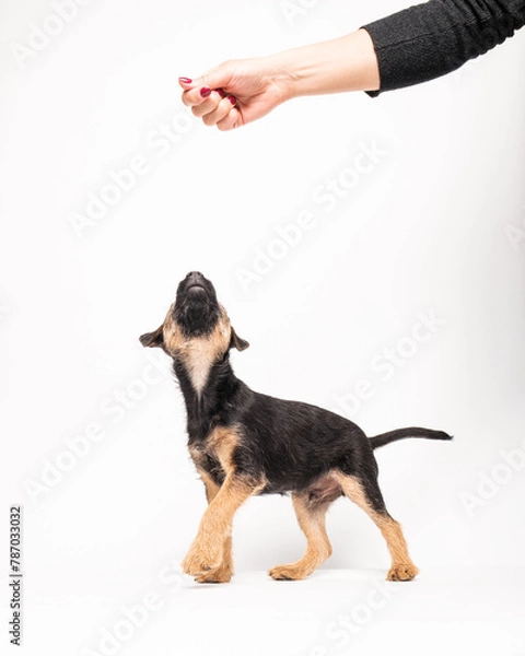 Obraz border terrier puppy