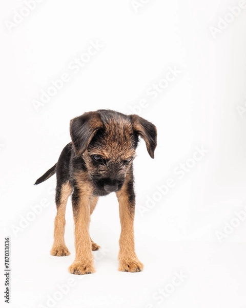 Obraz border terrier puppy