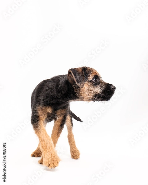 Obraz border terrier puppy
