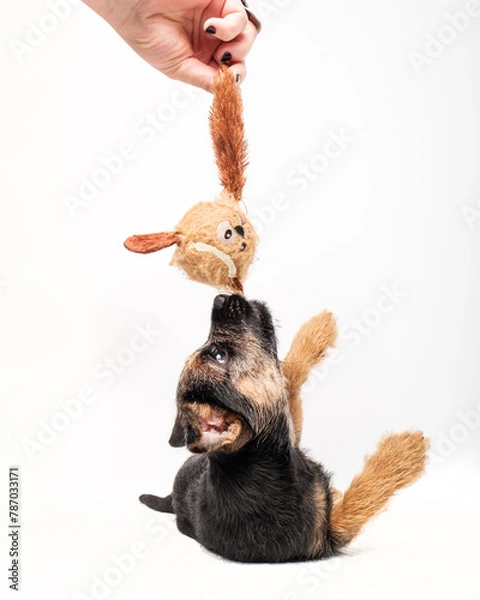 Obraz border terrier puppy