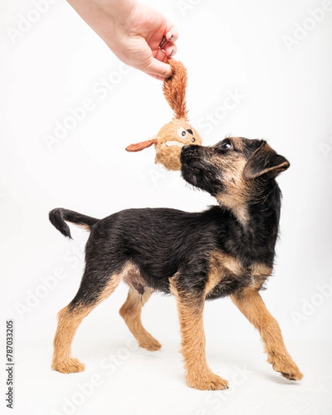 Obraz border terrier puppy