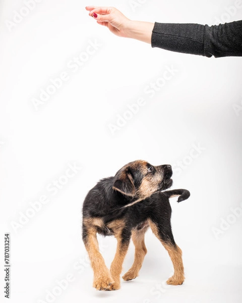 Obraz border terrier puppy
