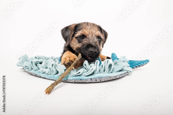 Obraz border terrier puppy