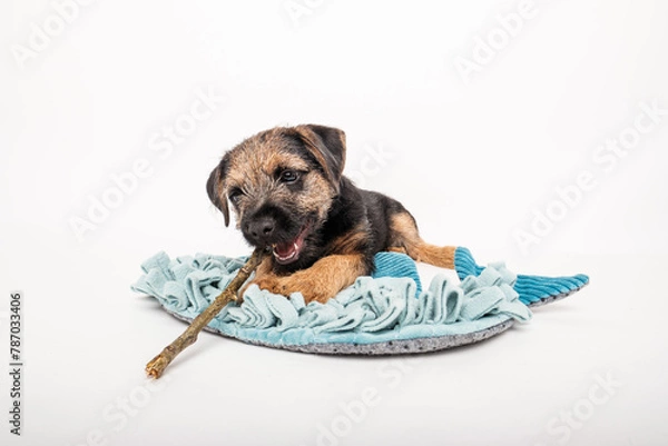 Obraz border terrier puppy