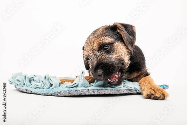 Obraz border terrier puppy