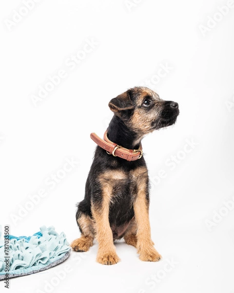 Obraz border terrier puppy